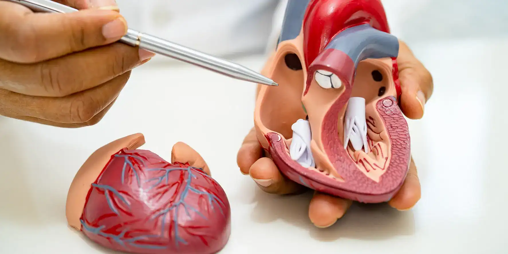 Heart and Organ Repair Stem Cells